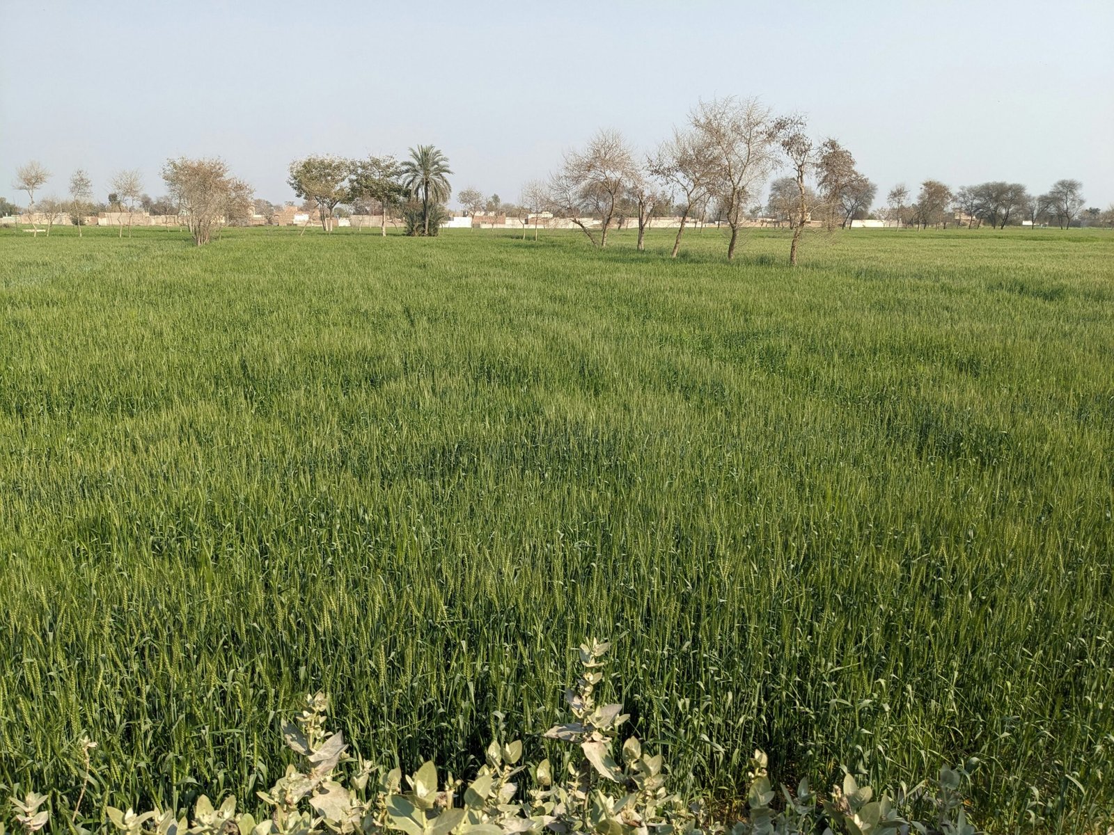 a large field of green grass with trees in the background